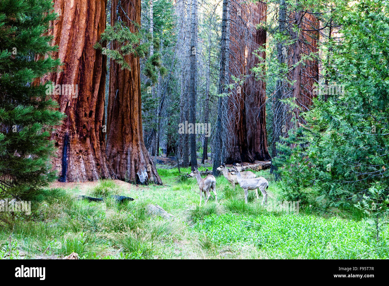 Cervi in Mariposa Grove, il Parco Nazionale Yosemite in California Stati Uniti d'America Foto Stock