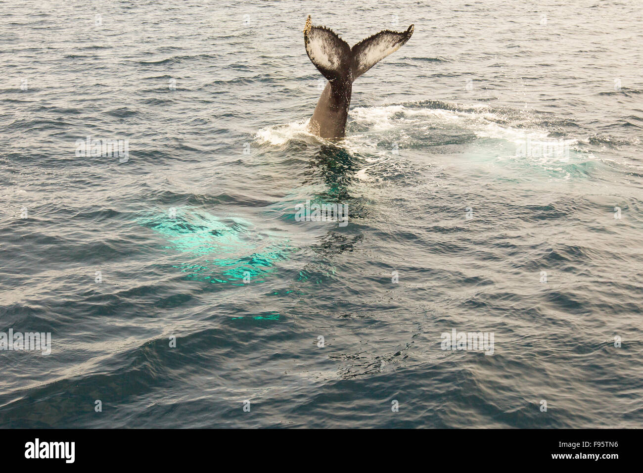 Humpback Whale tail lobbing, (Megaptera novaengliae, Witless Bay Riserva Ecologica, Terranova, Canada Foto Stock