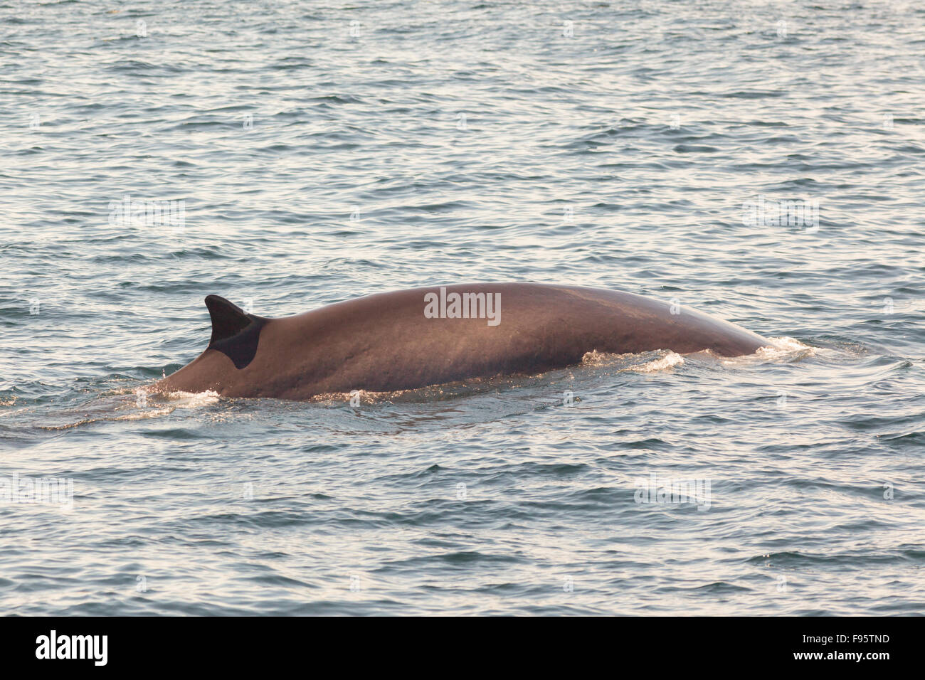 Minke Whale, (Balaenoptera acutorostrata), Witless Bay Riserva Ecologica, Terranova, Canada Foto Stock