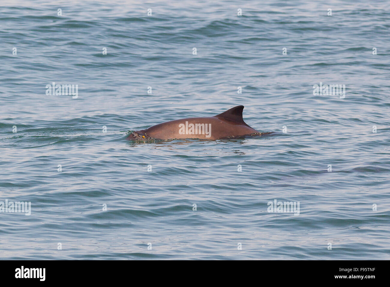 La Focena, (Phocoena phocoena), Baia di Fundy, New Brunswick, Canada Foto Stock