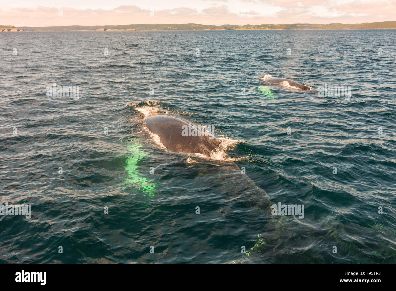 Humpback Whale, (Megaptera novaeangliae) Witless Bay Riserva Ecologica, Terranova, Canada Foto Stock