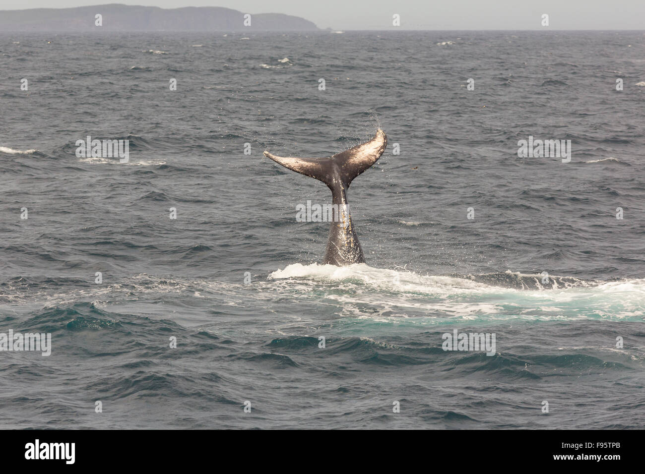 Humpback Whale tail lobbing, (Megaptera novaeangliae) Witless Bay Riserva Ecologica, Terranova, Canada Foto Stock