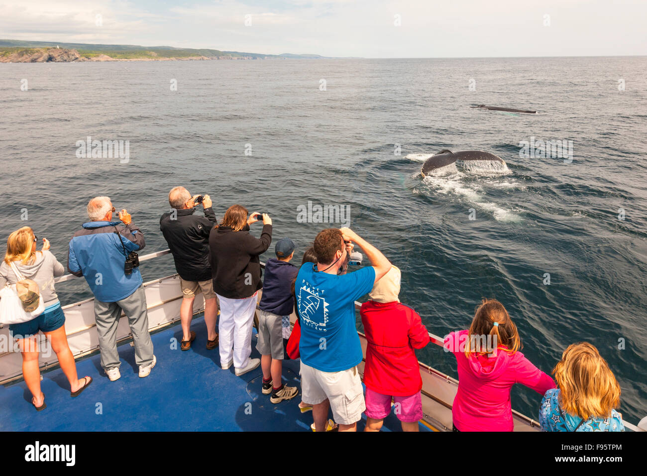 (Megaptera novaeangliae) Humpback Whale e whale watching, Witless Bay Riserva Ecologica, Terranova, Canada Foto Stock