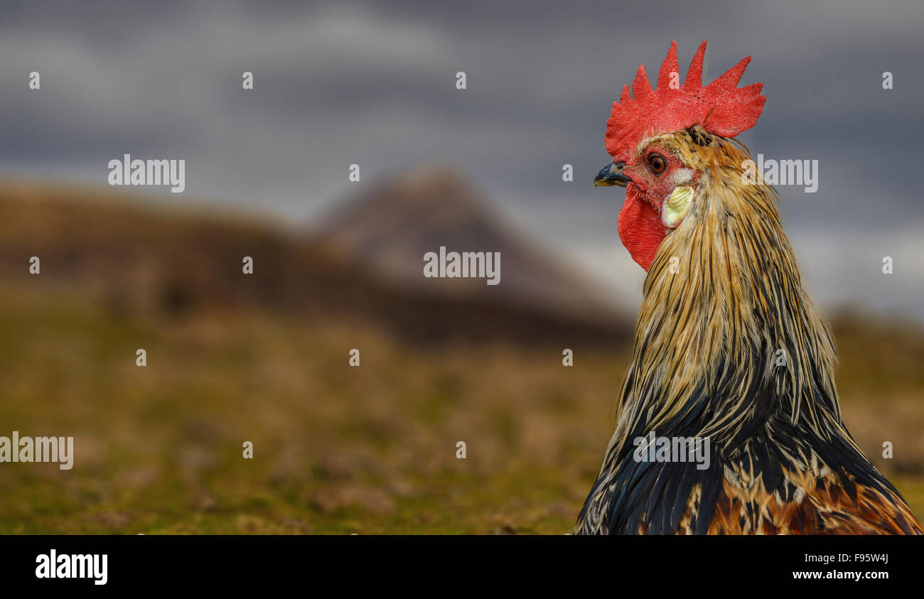 Ritratto di pollo, Hraunsnef Farm, Western Islanda Foto Stock