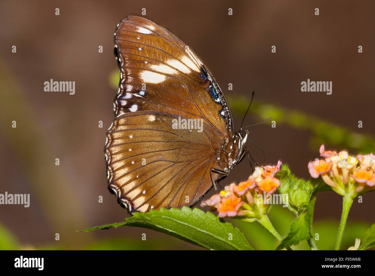 Grande Eggfly o grande Eggfly Butterfly, (Hypolimnas bolina) farfalla, vista ventrale, Madagascar in occidente, attraverso al sud Foto Stock