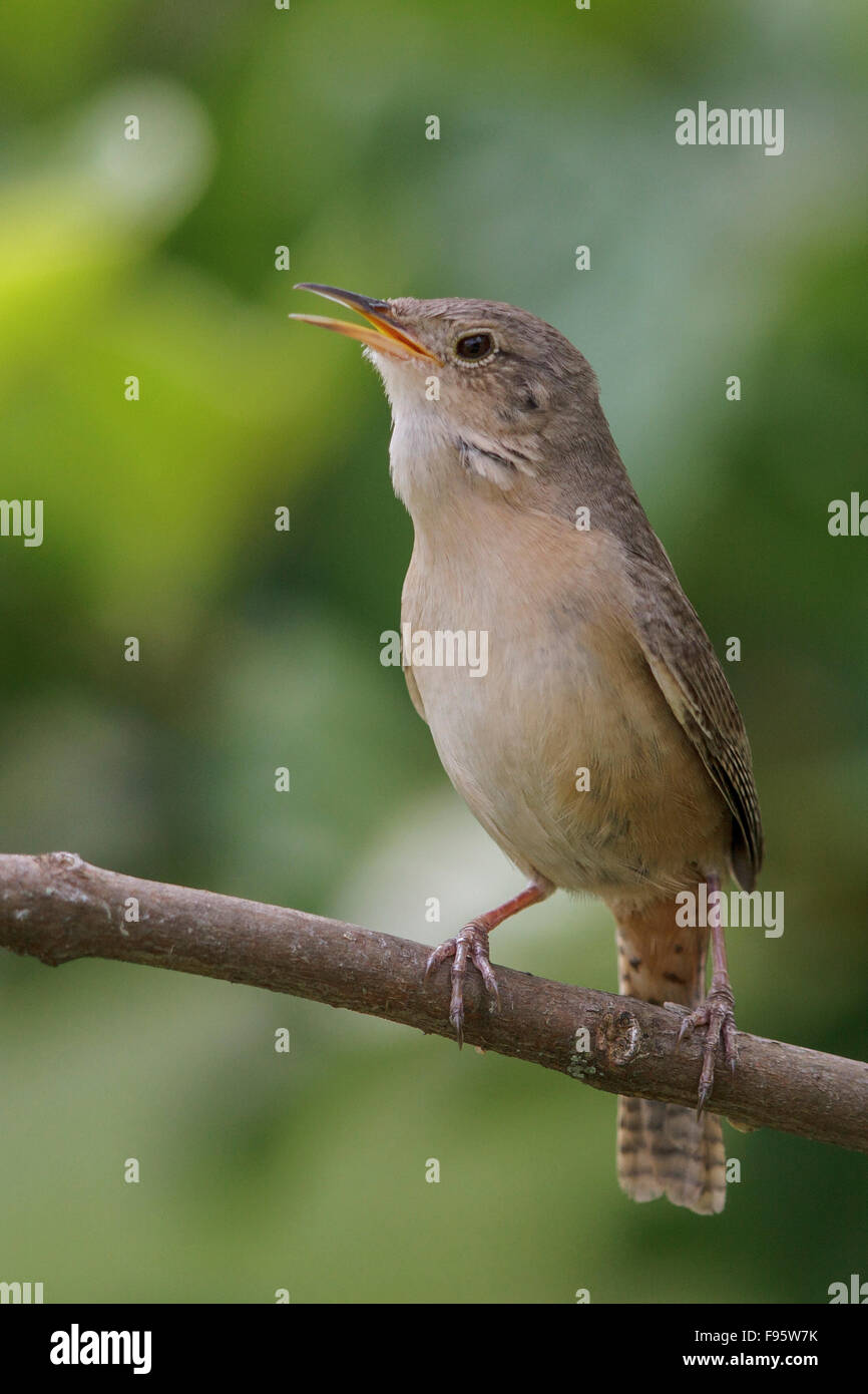 Casa Wren (Troglodytes aedon) appollaiato su un ramo nella foresta pluviale atlantica del sud-est del Brasile. Foto Stock