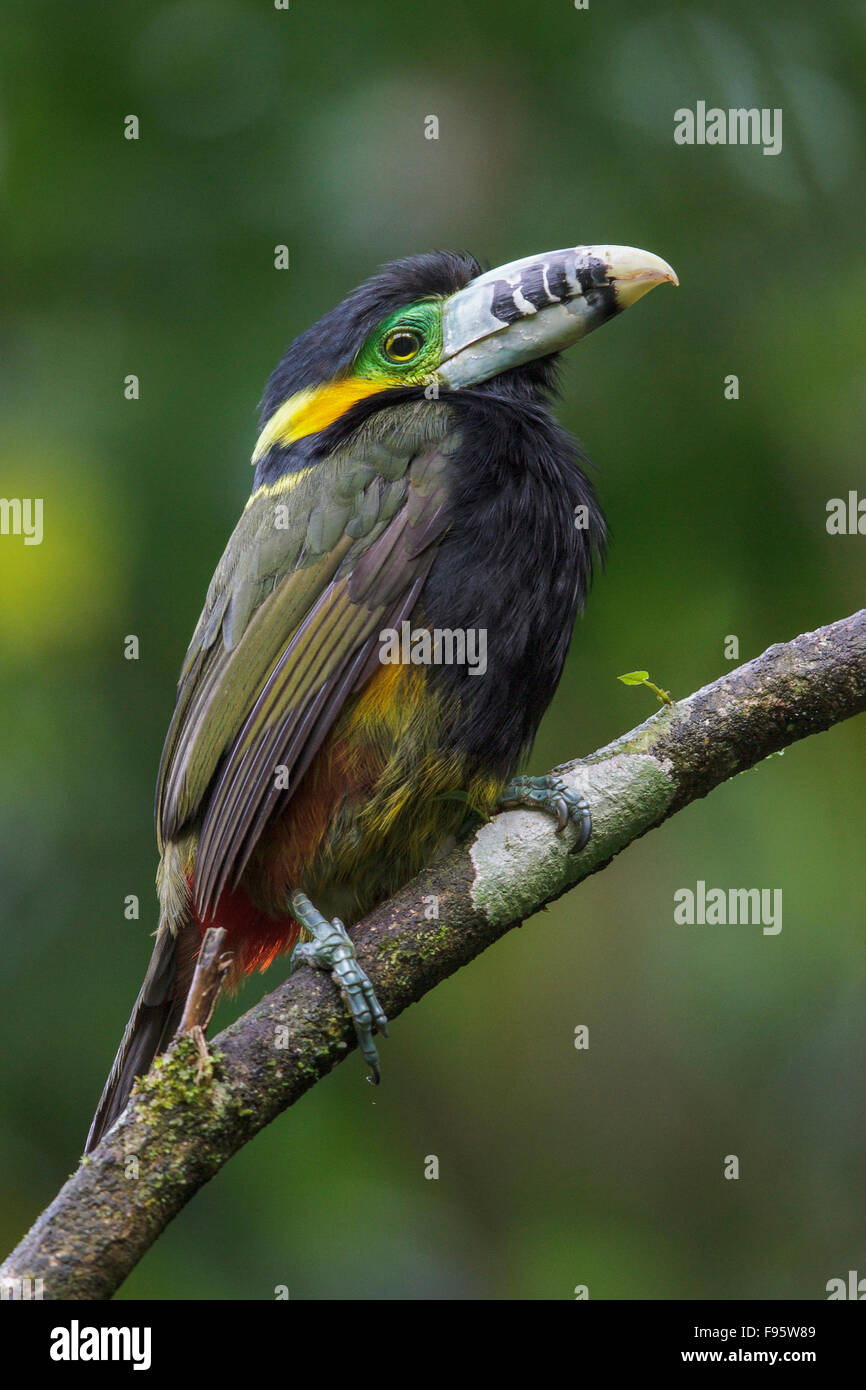 Spotbilled Toucanet (Selenidera maculirostris) appollaiato su un ramo nella foresta pluviale atlantica del sud-est del Brasile. Foto Stock