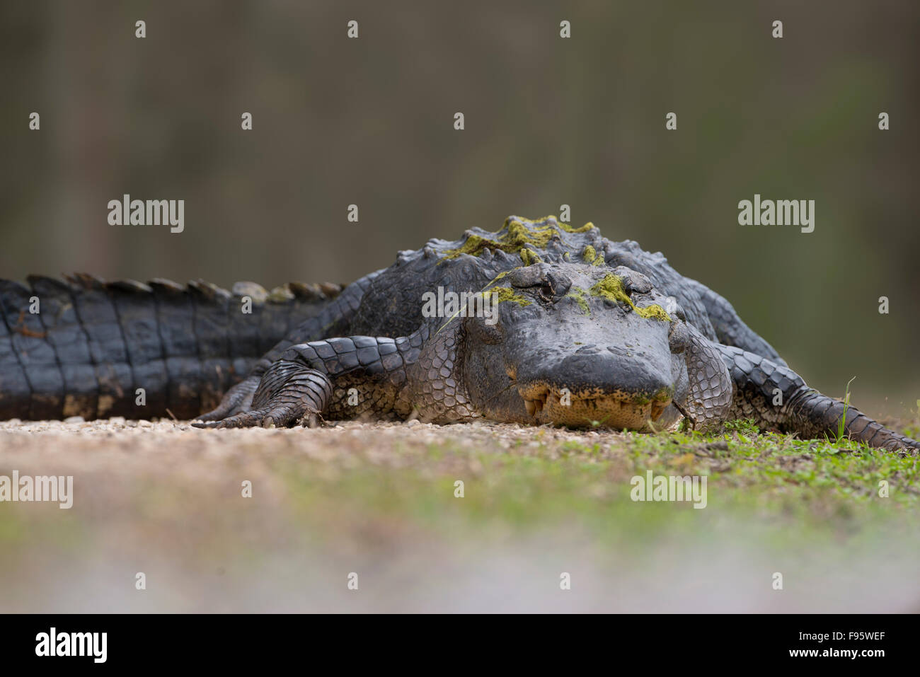 Alligatore Brazos Bend State Park, Texas Foto Stock