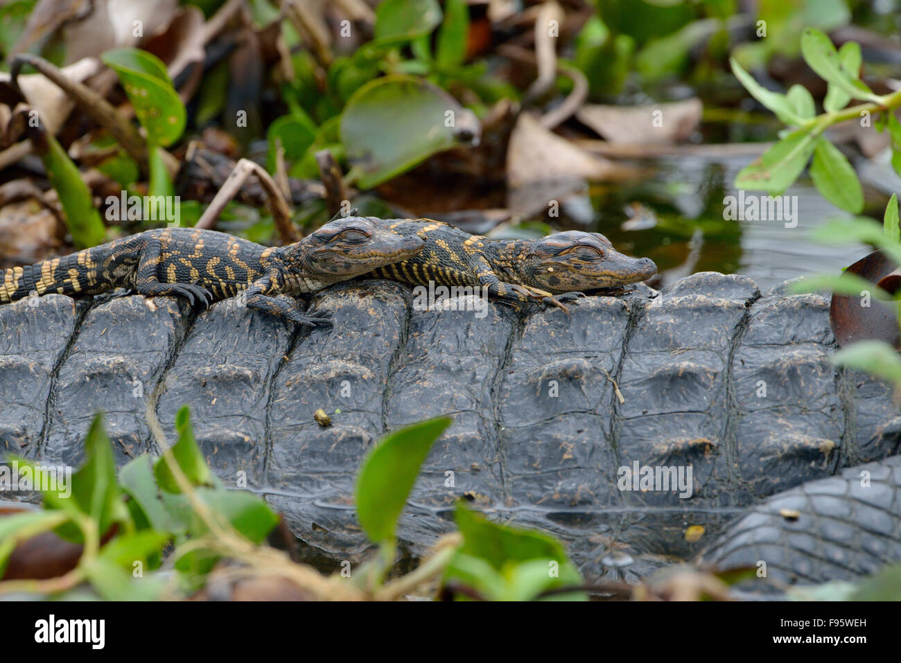 Alligatore Brazos Bend State Park, Texas Foto Stock