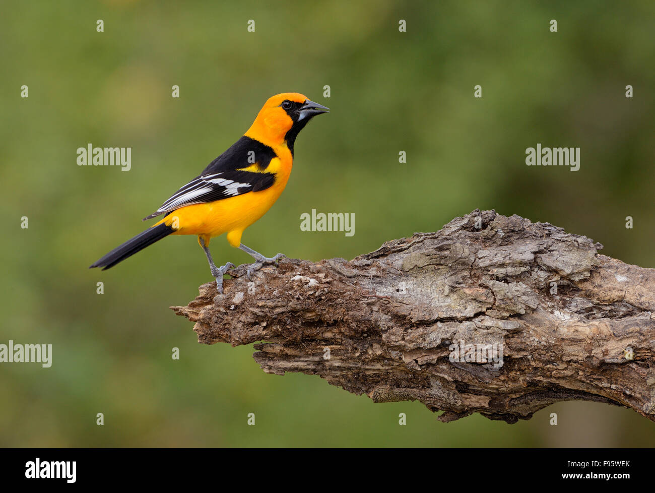 Altamira Rigogolo Rio Grande Valley, Texas Foto Stock