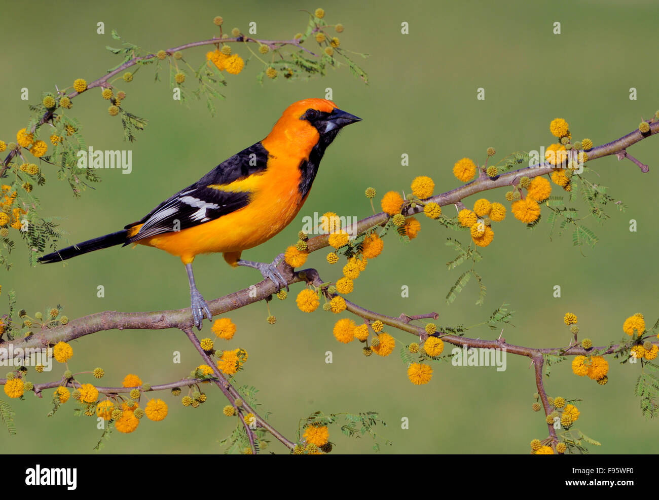 Altamira Rigogolo Rio Grande Valley, Texas Foto Stock