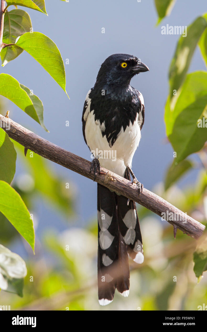 Gazza Tanager (Cissopis leverianus) appollaiato su un ramo nella foresta pluviale atlantica del sud-est del Brasile. Foto Stock