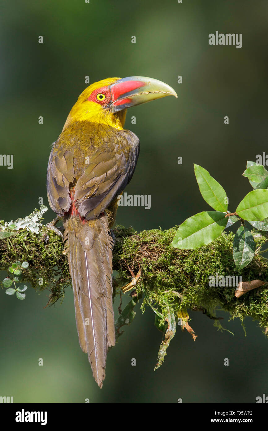 Lo zafferano Toucanet (Pteroglossus bailloni) appollaiato su un ramo nella foresta pluviale atlantica del sud-est del Brasile. Foto Stock