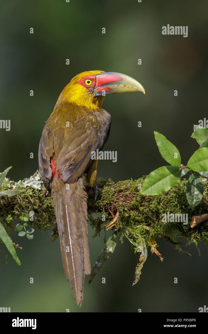 Lo zafferano Toucanet (Pteroglossus bailloni) appollaiato su un ramo nella foresta pluviale atlantica del sud-est del Brasile. Foto Stock