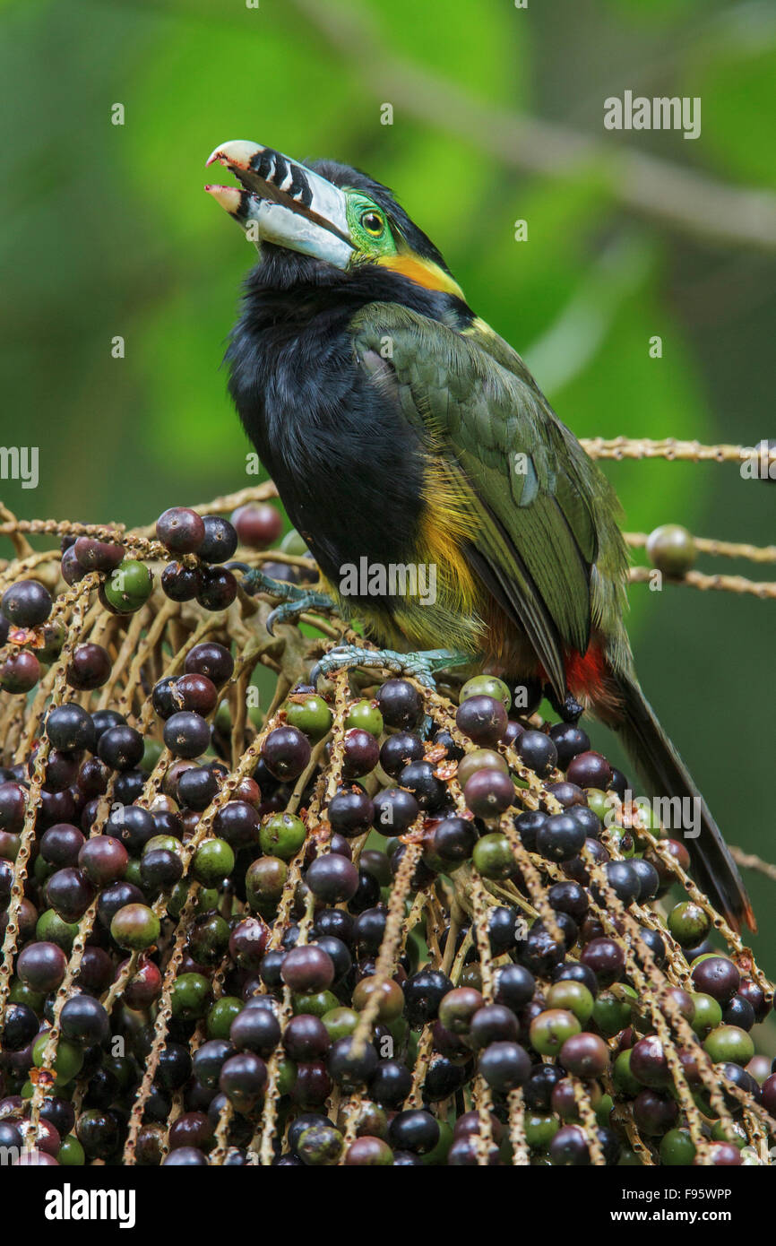 Spotbilled Toucanet (Selenidera maculirostris) alimentazione su frutti di palma nella foresta pluviale atlantica del sud-est del Brasile. Foto Stock