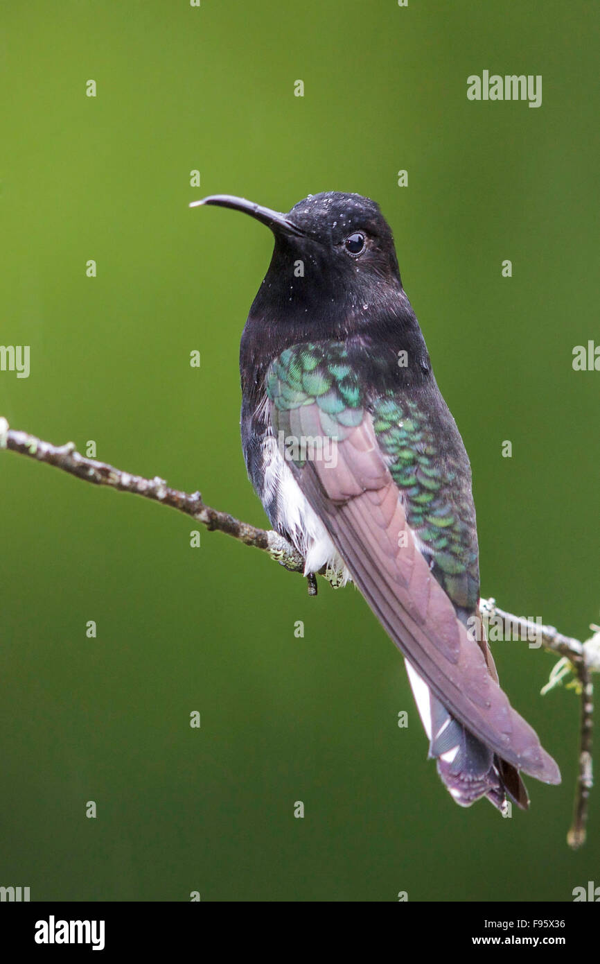 Nero (giacobina Florisuga fusca) appollaiato su un ramo nella foresta pluviale atlantica del sud-est del Brasile. Foto Stock