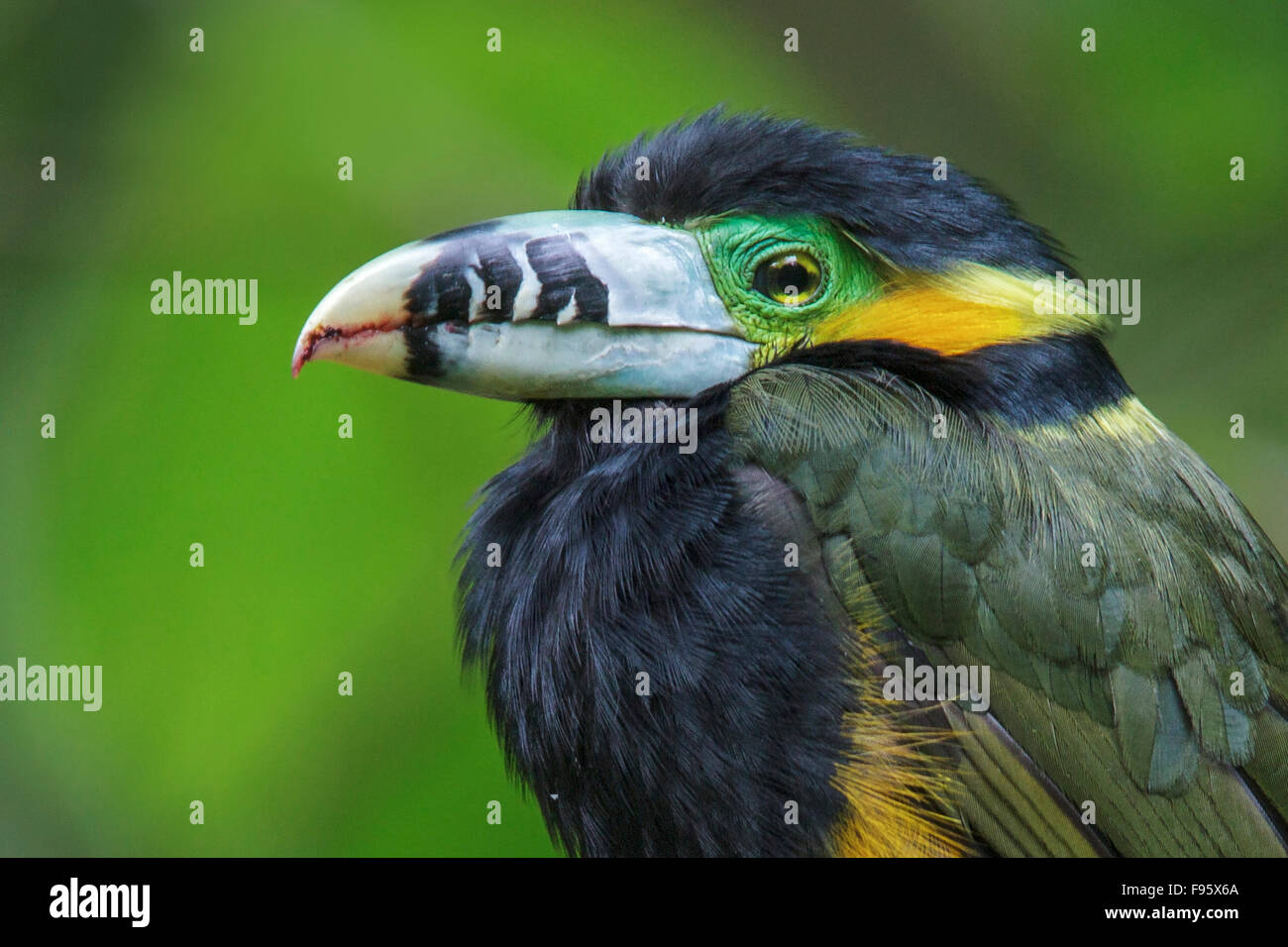 Spotbilled Toucanet (Selenidera maculirostris) alimentazione su frutti di palma nella foresta pluviale atlantica del sud-est del Brasile. Foto Stock