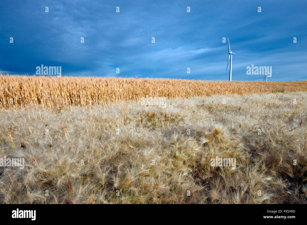Le turbine eoliche in prossimità Trochu, Alberta Foto Stock