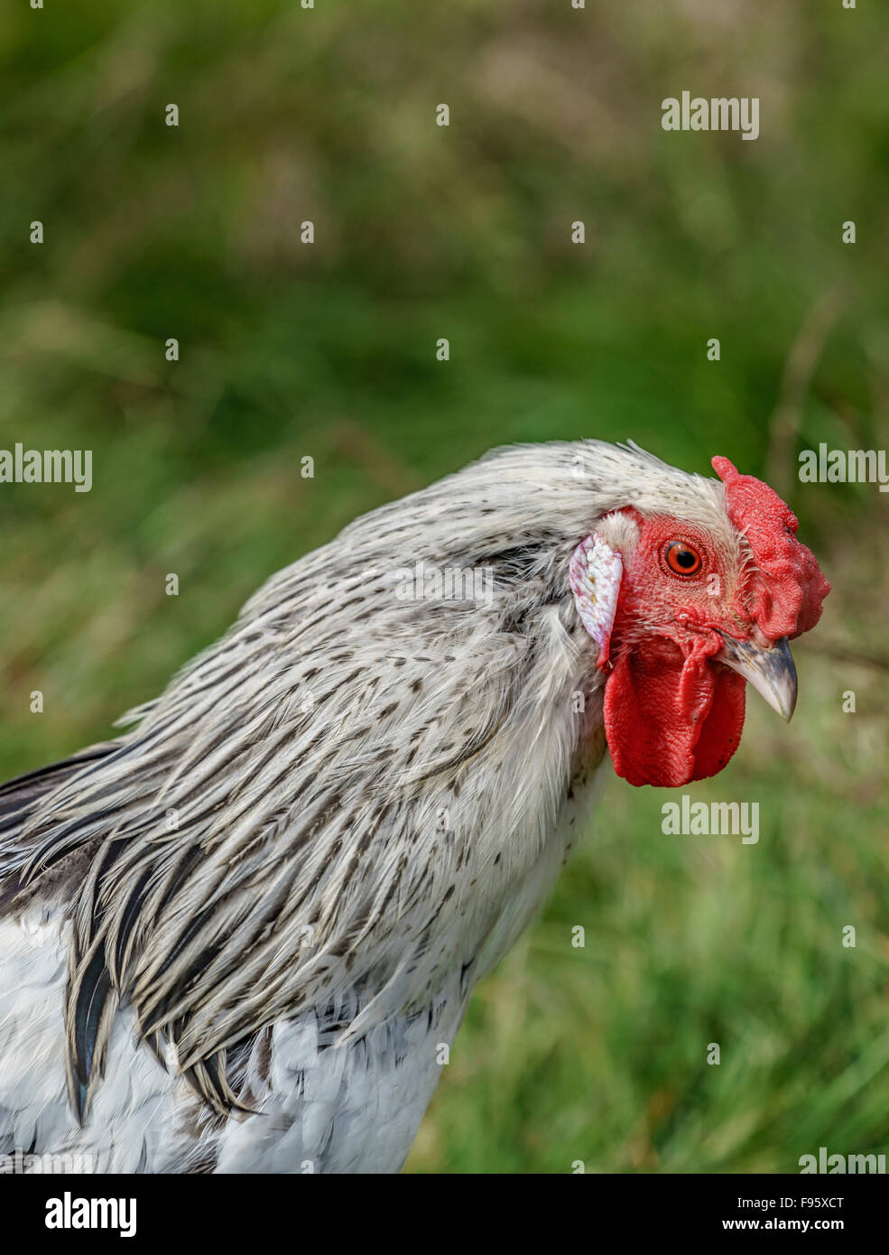 Ritratto di pollo, Hraunsnef Farm, Western Islanda Foto Stock