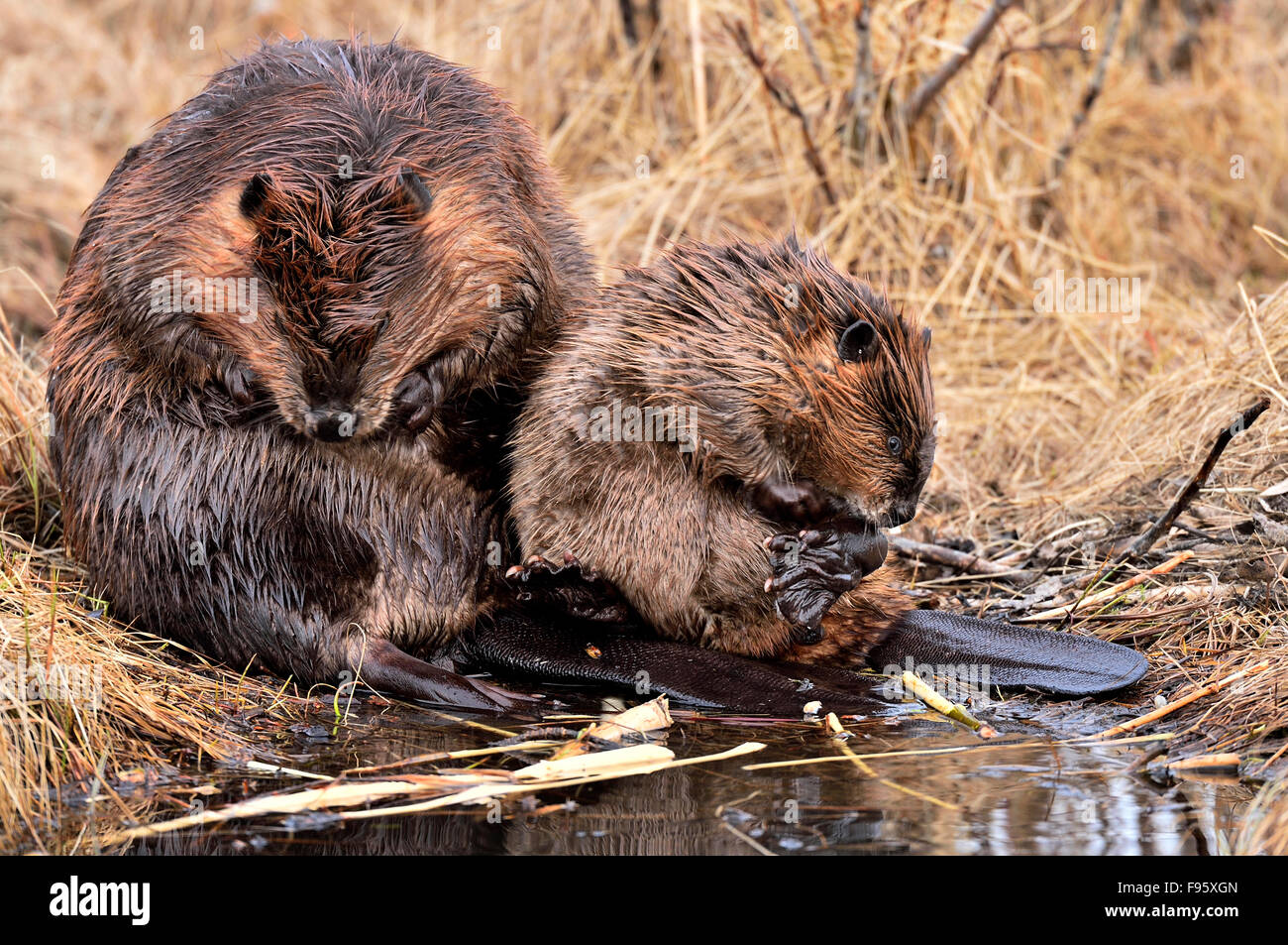 Una madre beaver "Castor canadenis' e il suo bambino seduta sia la potatura e la pulizia del loro pelliccia Foto Stock