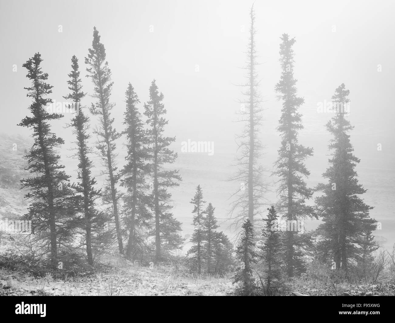 Abete rosso coperto di brina, Bighorn la diga del lago di Abramo, Bighorn Wildlands, Alberta, Canada Foto Stock