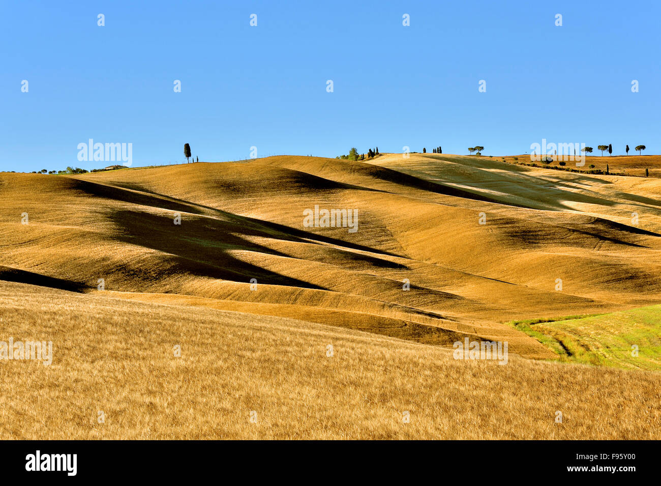 Cornfields su dolci colline con ombre lunghe cuciture come dune nella luce della sera, Toscana, Italia Foto Stock