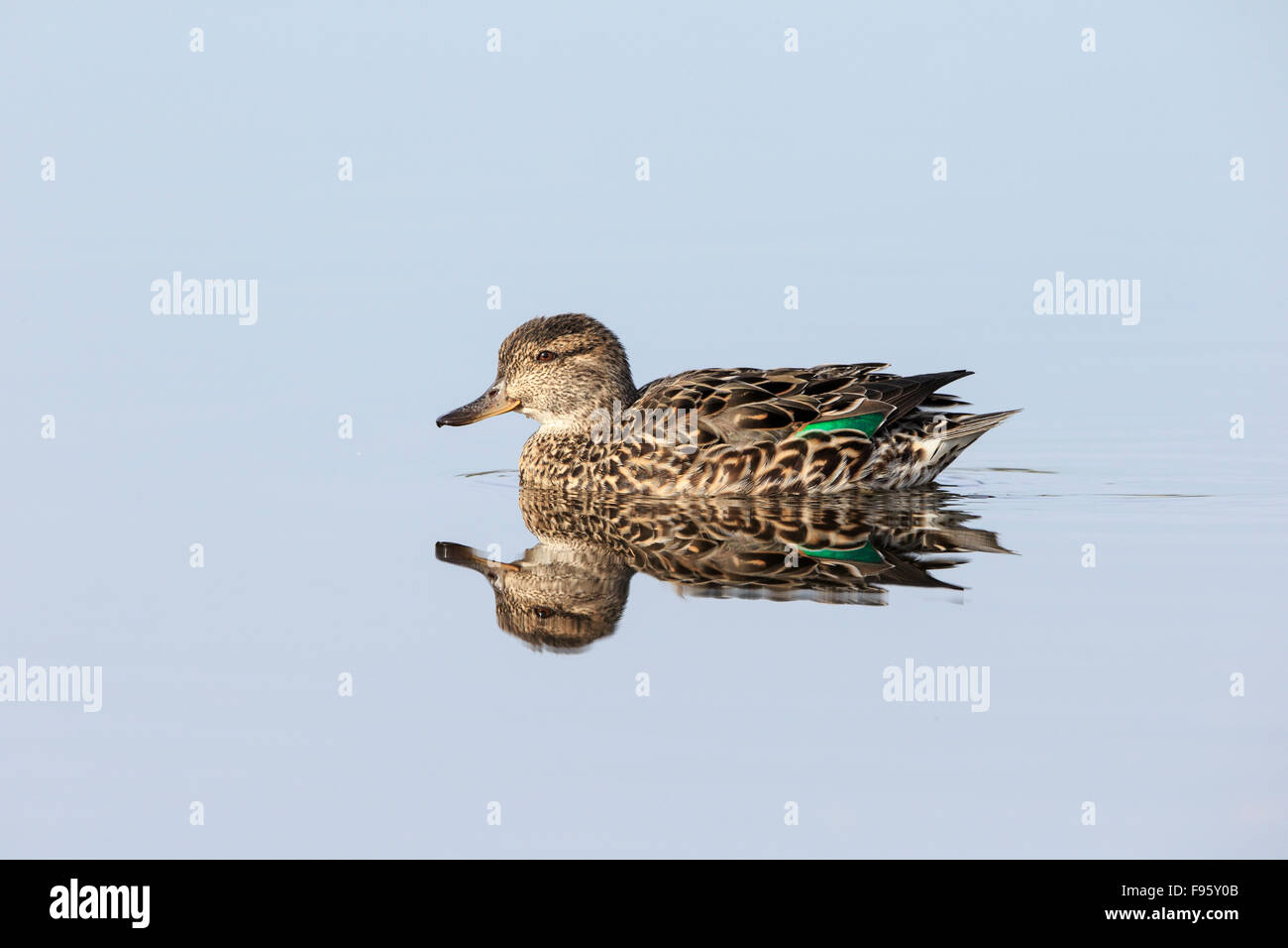 Greenwinged teal (Anas crecca), femmina, Lago di Burnaby, British Columbia. Foto Stock