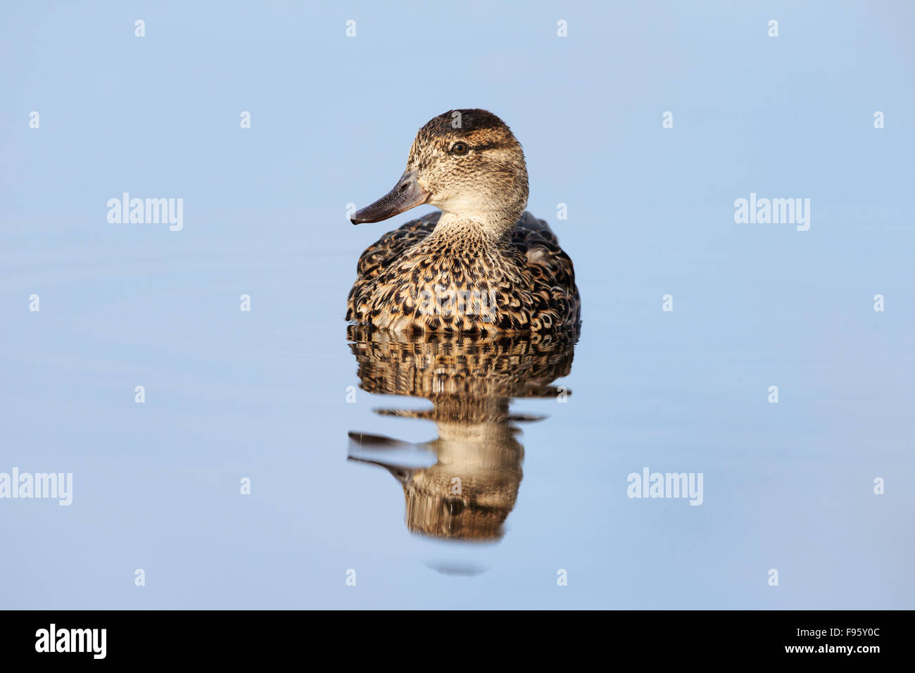 Greenwinged teal (Anas crecca), femmina, Lago di Burnaby, British Columbia. Foto Stock
