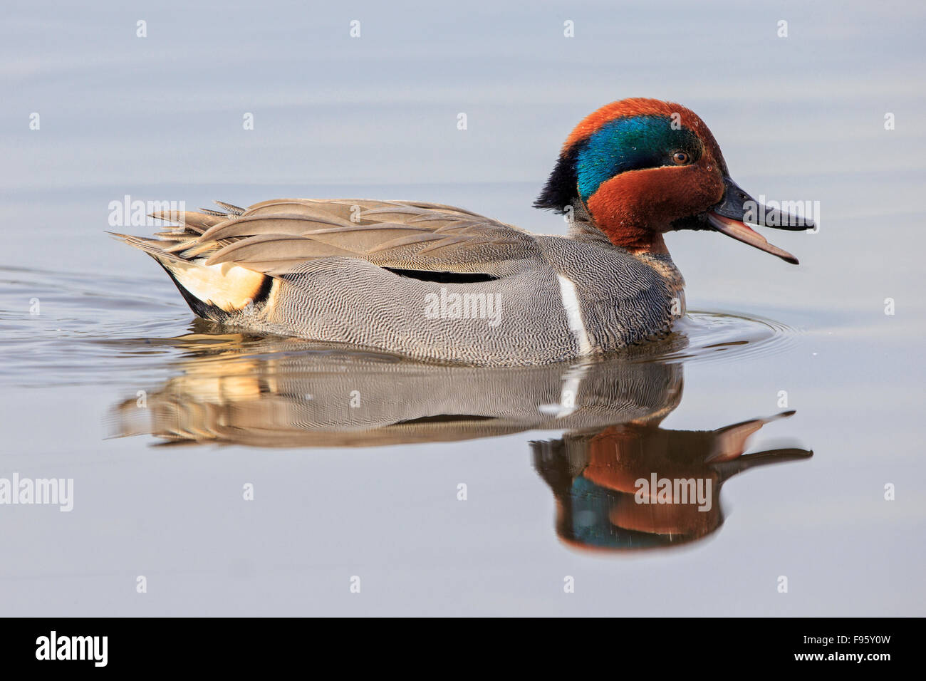 Greenwinged teal (Anas crecca), maschio, Lago di Burnaby, British Columbia. Foto Stock