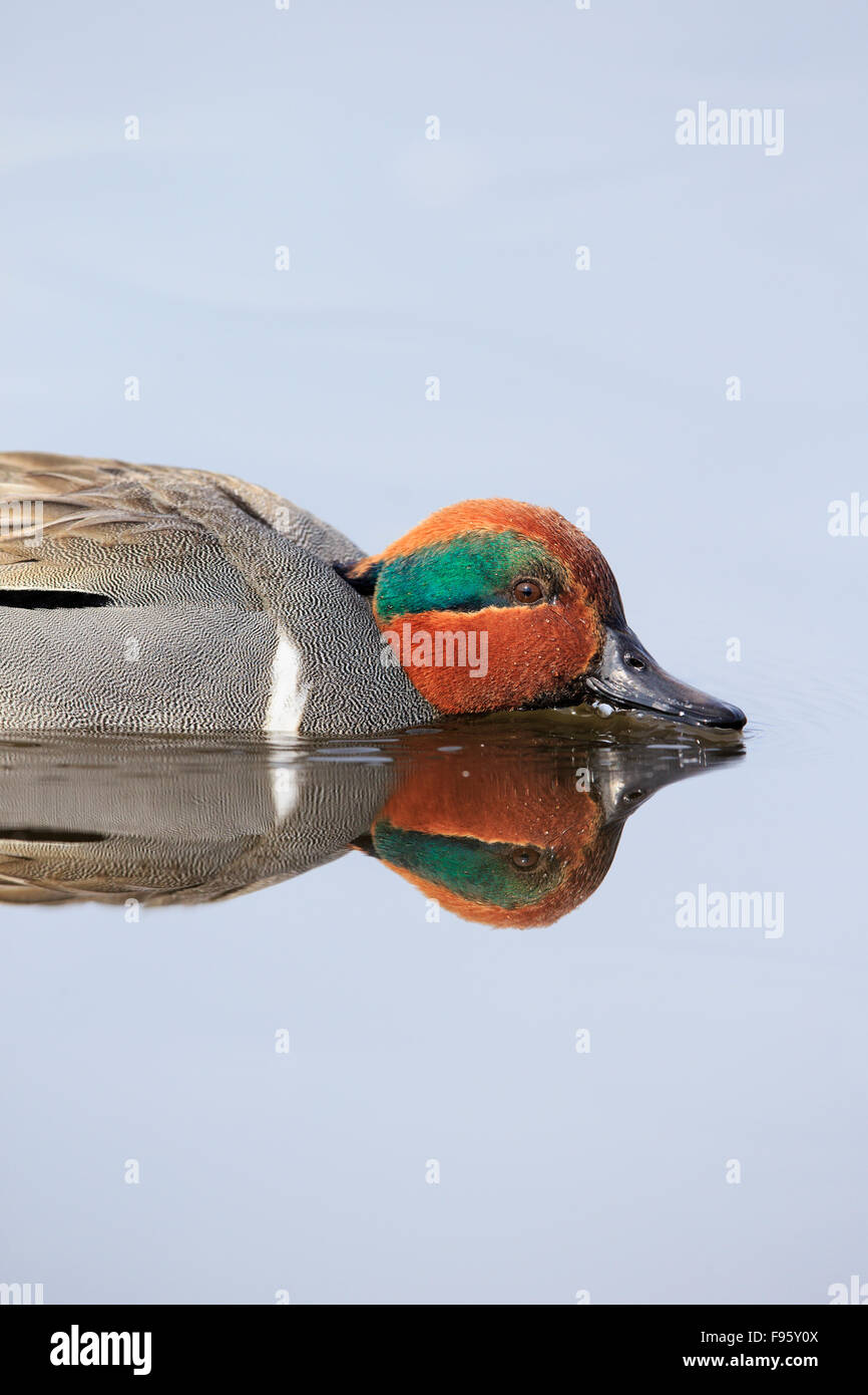 Greenwinged teal (Anas crecca), maschio, Lago di Burnaby, British Columbia Foto Stock