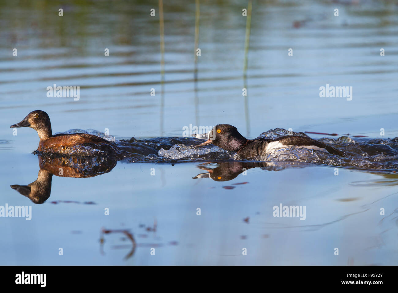 Ringnecked anatra (Aythya collaris), inseguono maschio femmina, regione ThompsonNicola, British Columbia. Foto Stock