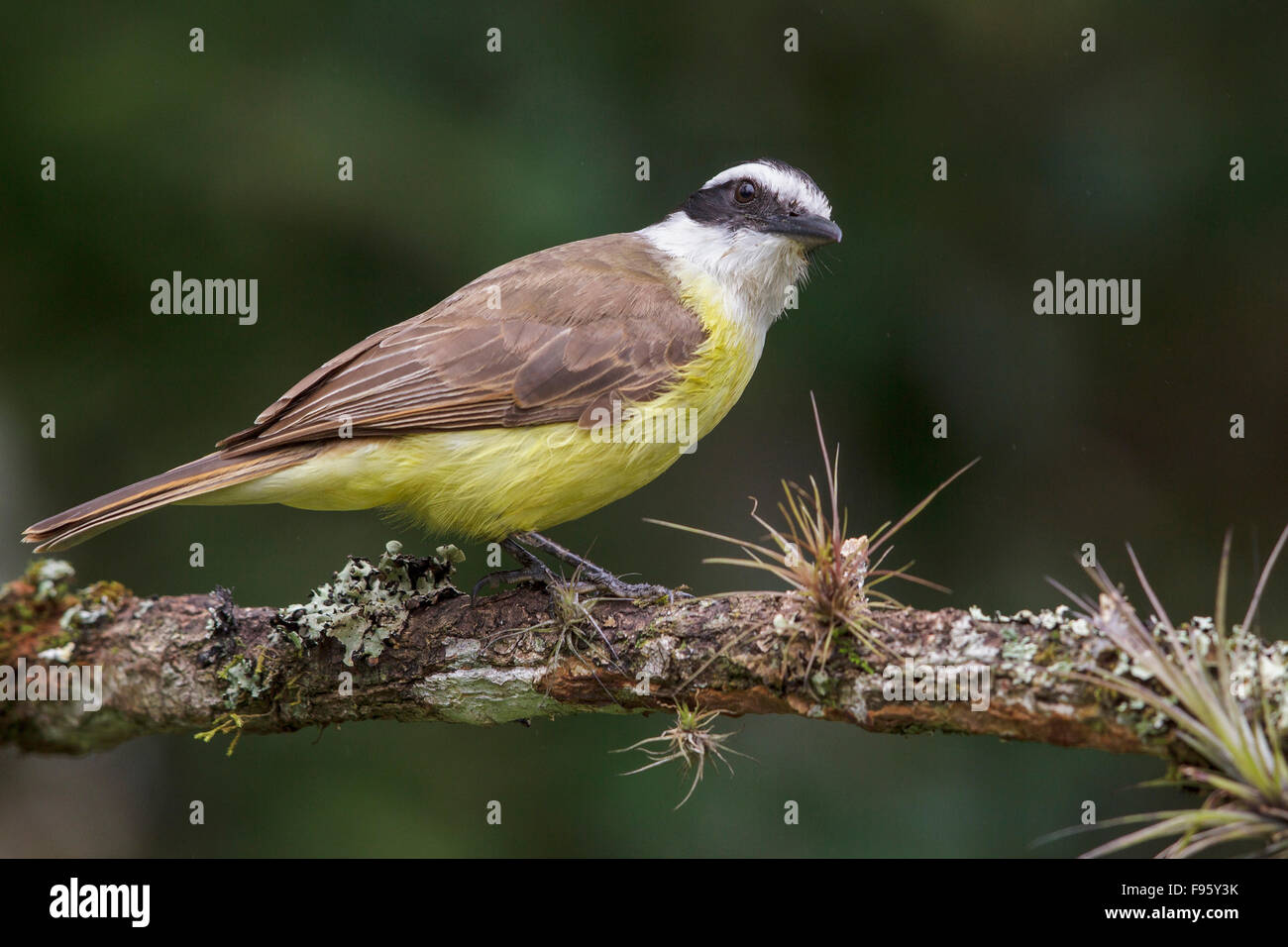 Grande Kiskadee (Pitangus sulfuratus) appollaiato su un ramo nella foresta pluviale atlantica del sud-est del Brasile. Foto Stock