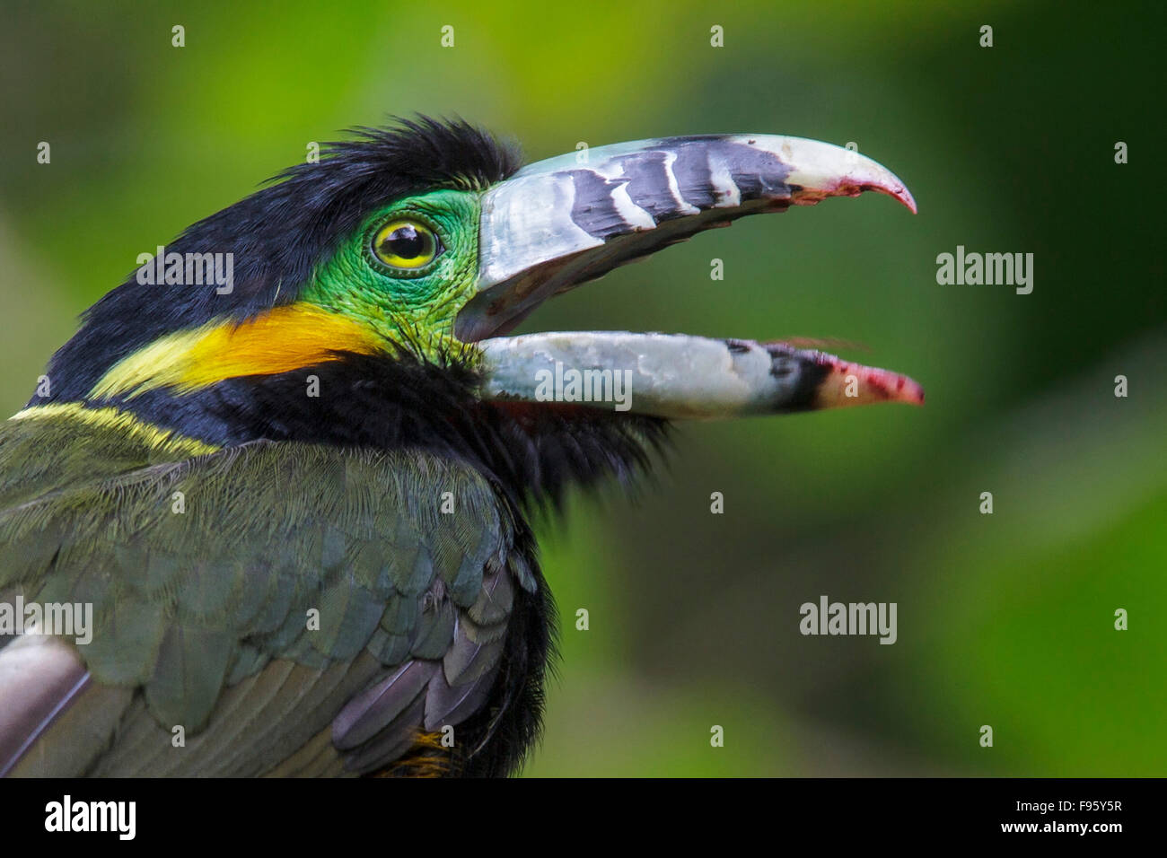 Spotbilled Toucanet (Selenidera maculirostris) alimentazione su frutti di palma nella foresta pluviale atlantica del sud-est del Brasile. Foto Stock