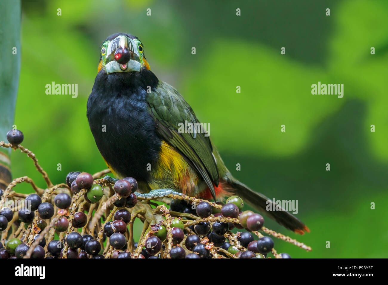 Spotbilled Toucanet (Selenidera maculirostris) alimentazione su frutti di palma nella foresta pluviale atlantica del sud-est del Brasile. Foto Stock