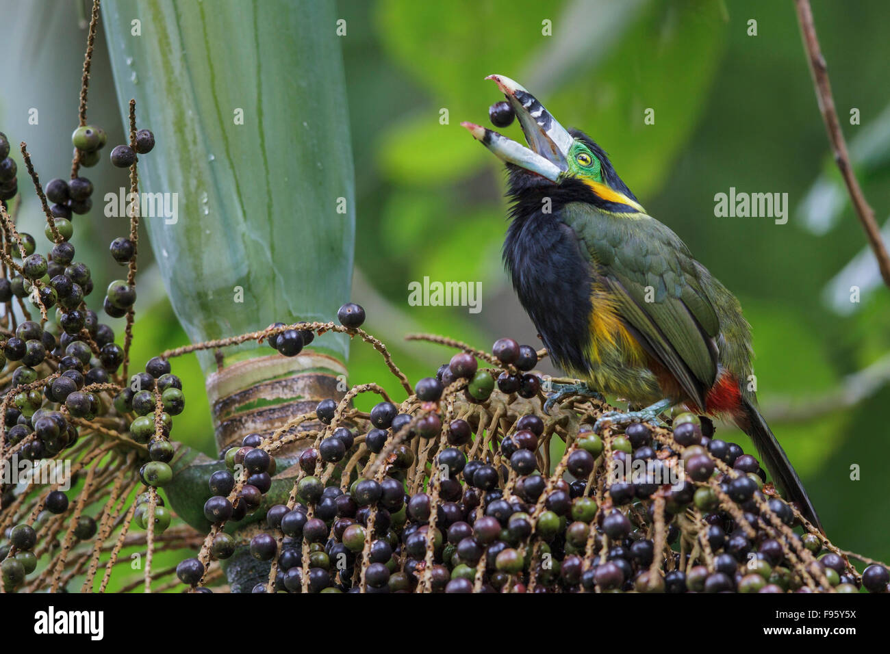 Spotbilled Toucanet (Selenidera maculirostris) alimentazione su frutti di palma nella foresta pluviale atlantica del sud-est del Brasile. Foto Stock