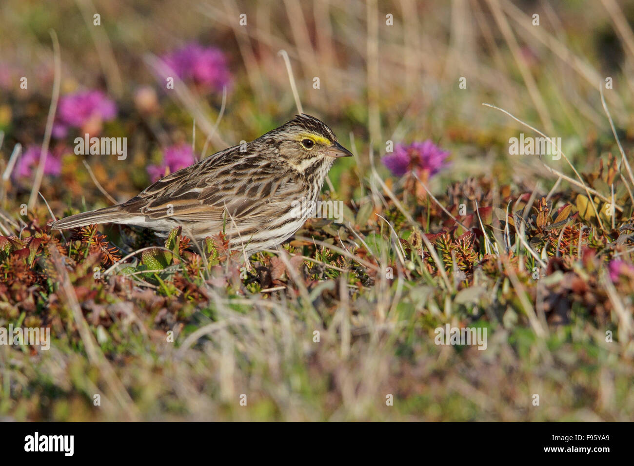 Il Savannah Sparrow (Passerculus sandwichensis) sulla tundra vicino a Churchill, Manitoba, Canada. Foto Stock