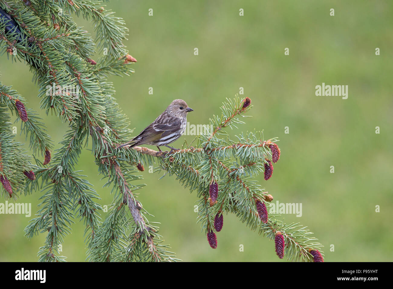Pine lucherino (Spinus pinus), LAC Le Jeune, British Columbia. Gli uccelli attratti al setup di Persico con il cibo. Foto Stock