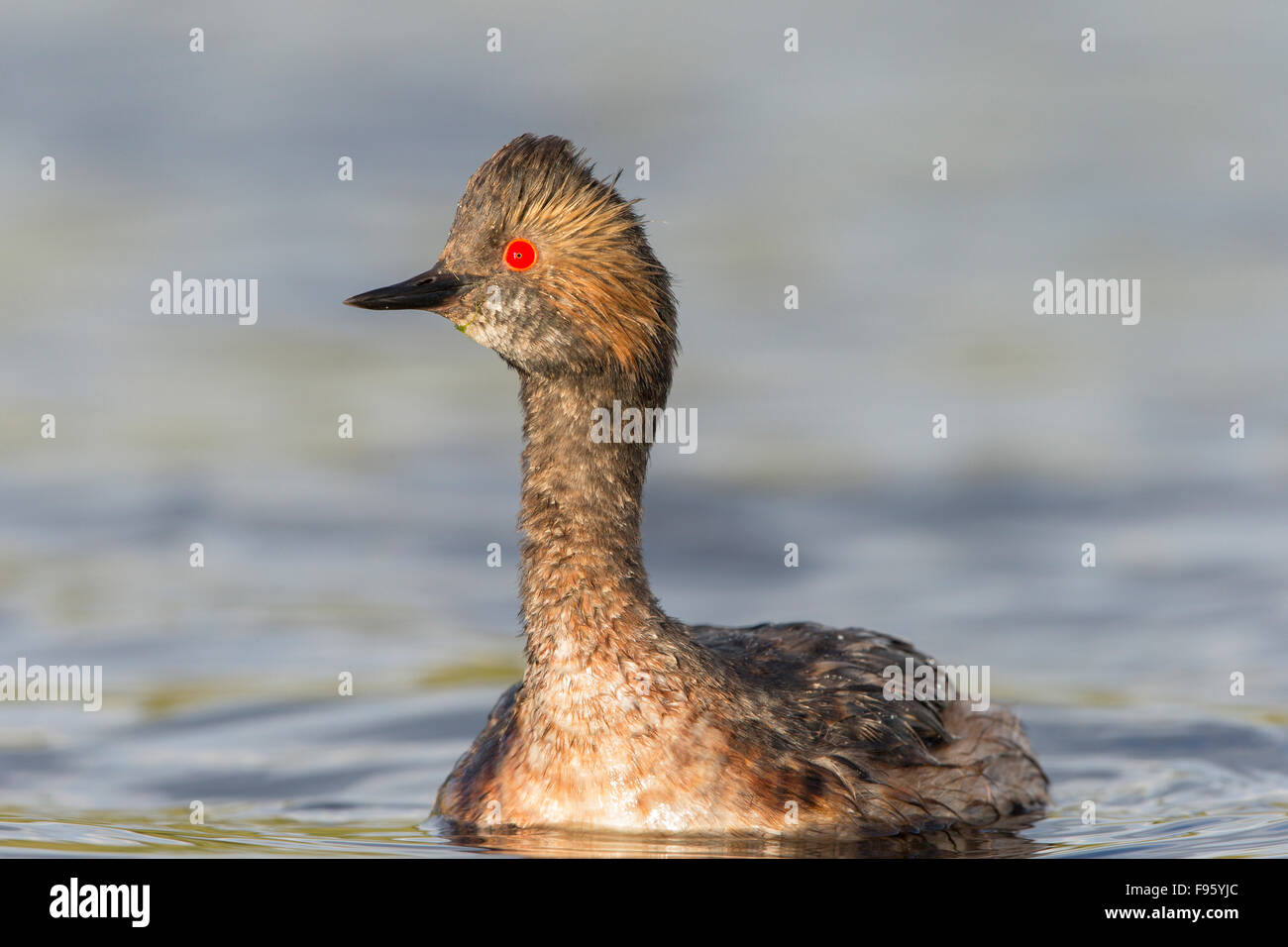 Eared grebe (Podiceps nigricollis), in allevamento piumaggio, vicino Lago Tunkwa, British Columbia. Foto Stock