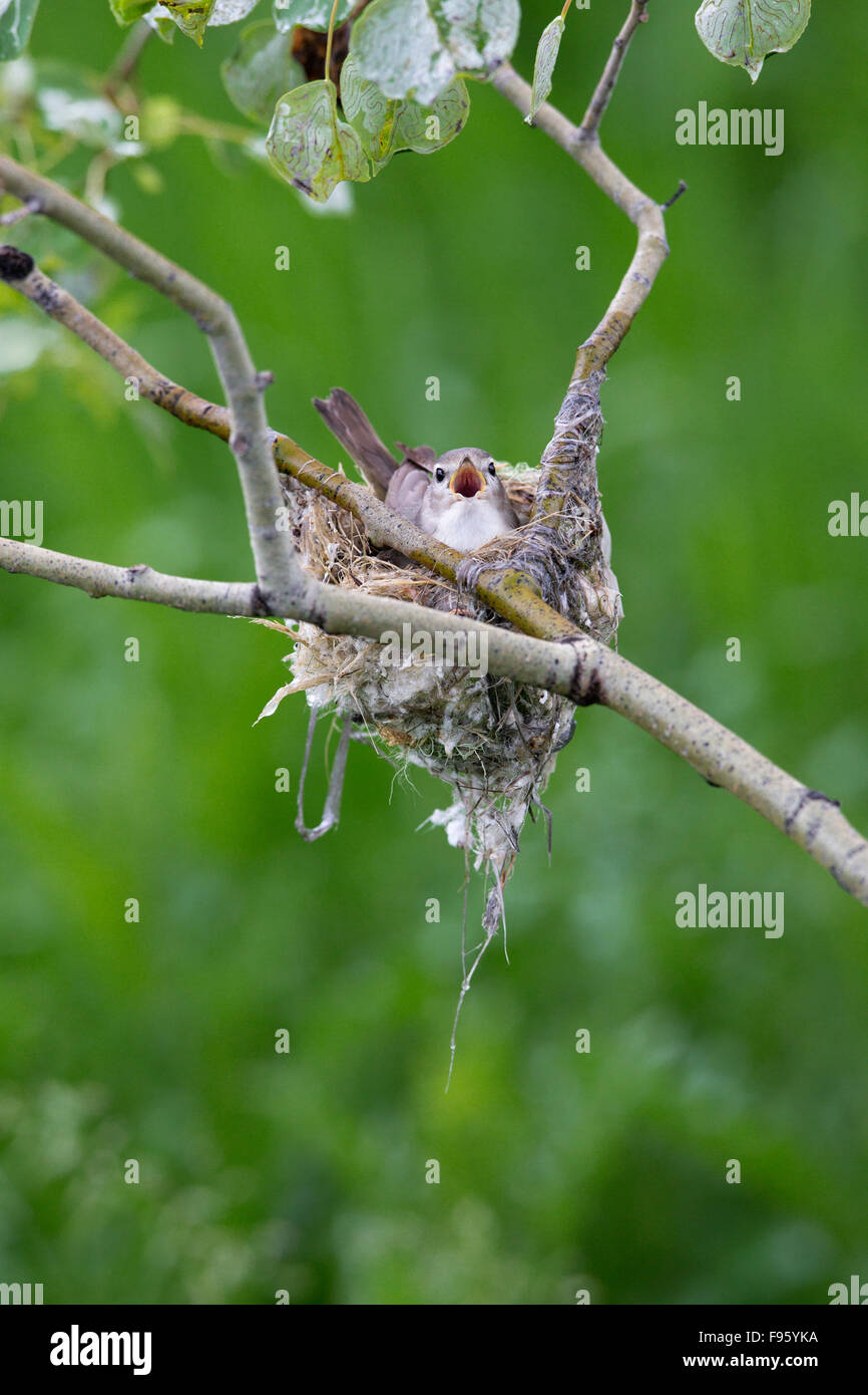 Ramage vireo (Vireo gilvus), maschio cantando su nest durante l'incubazione di uova, in tremore aspen (Populus tremuloides), nelle vicinanze Logan Foto Stock