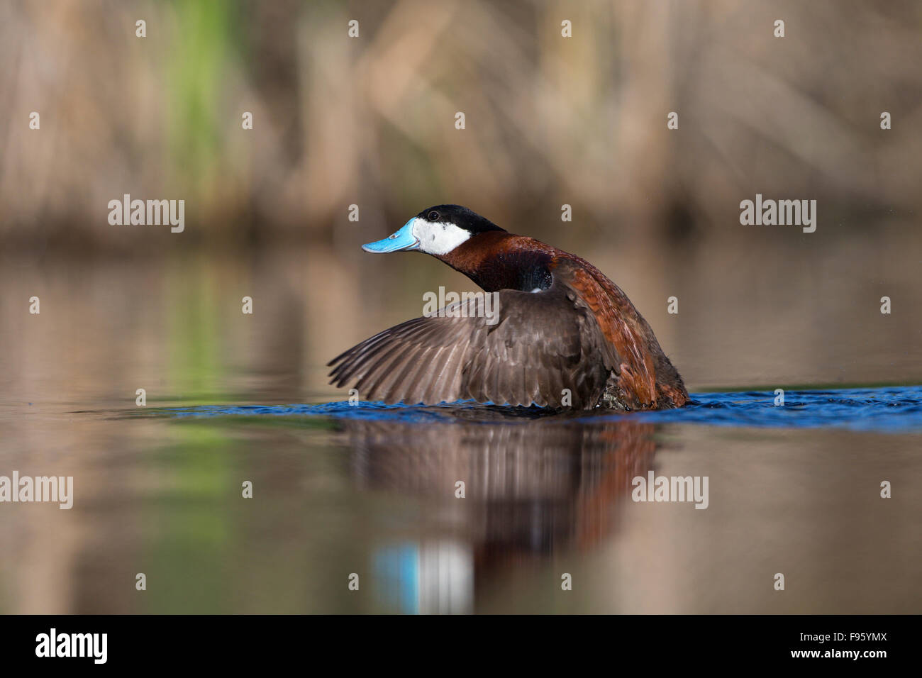 Ruddy duck (Oxyura jamaicensis), maschio ala falda, Kamloops, British Columbia. Foto Stock