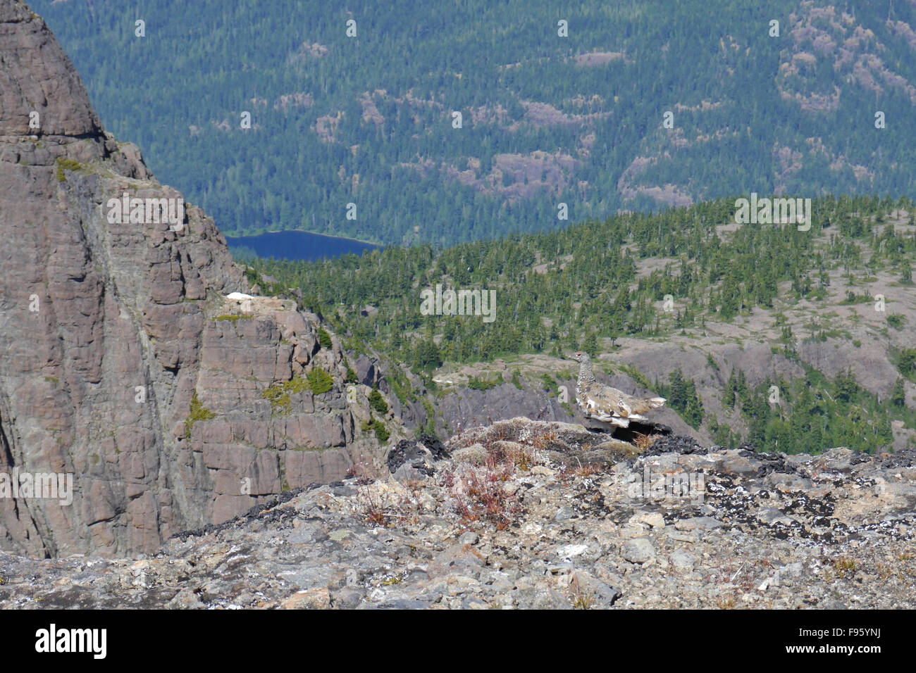 Whitetailed Ptarmigan (Lagopus leucurus) arroccata su una roccia nel Strathcona Park, British Columbia, Canada. Foto Stock
