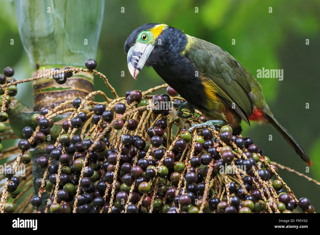 Spotbilled Toucanet (Selenidera maculirostris) alimentazione su frutti di palma nella foresta pluviale atlantica del sud-est del Brasile. Foto Stock