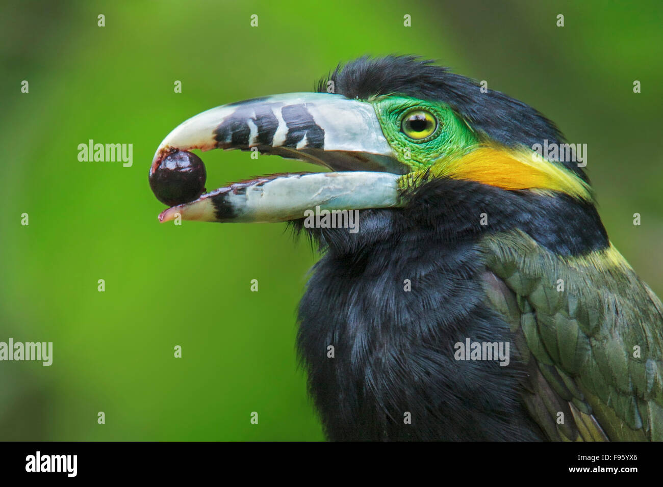 Spotbilled Toucanet (Selenidera maculirostris) alimentazione su frutti di palma nella foresta pluviale atlantica del sud-est del Brasile. Foto Stock