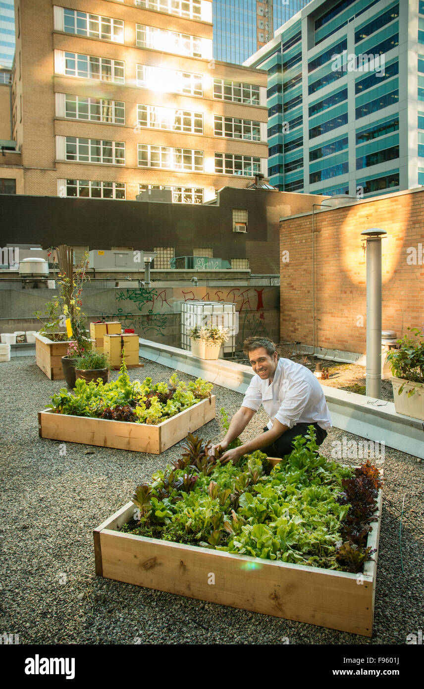 Lo Chef Darren MacLean presso il Centro Cittadino di cibo Ristorante Rooftop veggie giardino, Calgary, Alberta (Modello rilasciato) Foto Stock