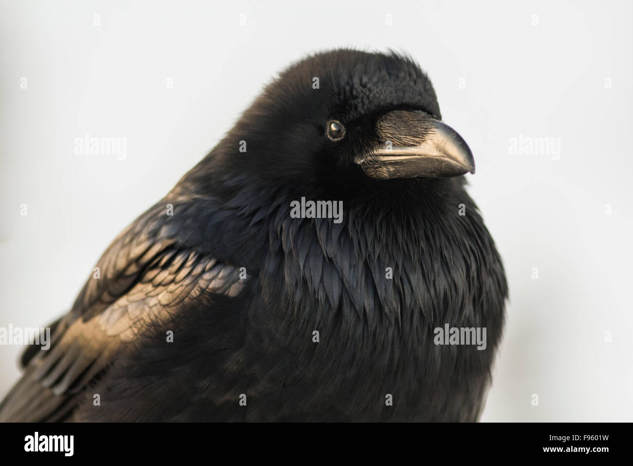 Comune di Corvo Imperiale (Corvus corax) in inverno, il Parco Nazionale di Banff, Alberta, Canada Foto Stock