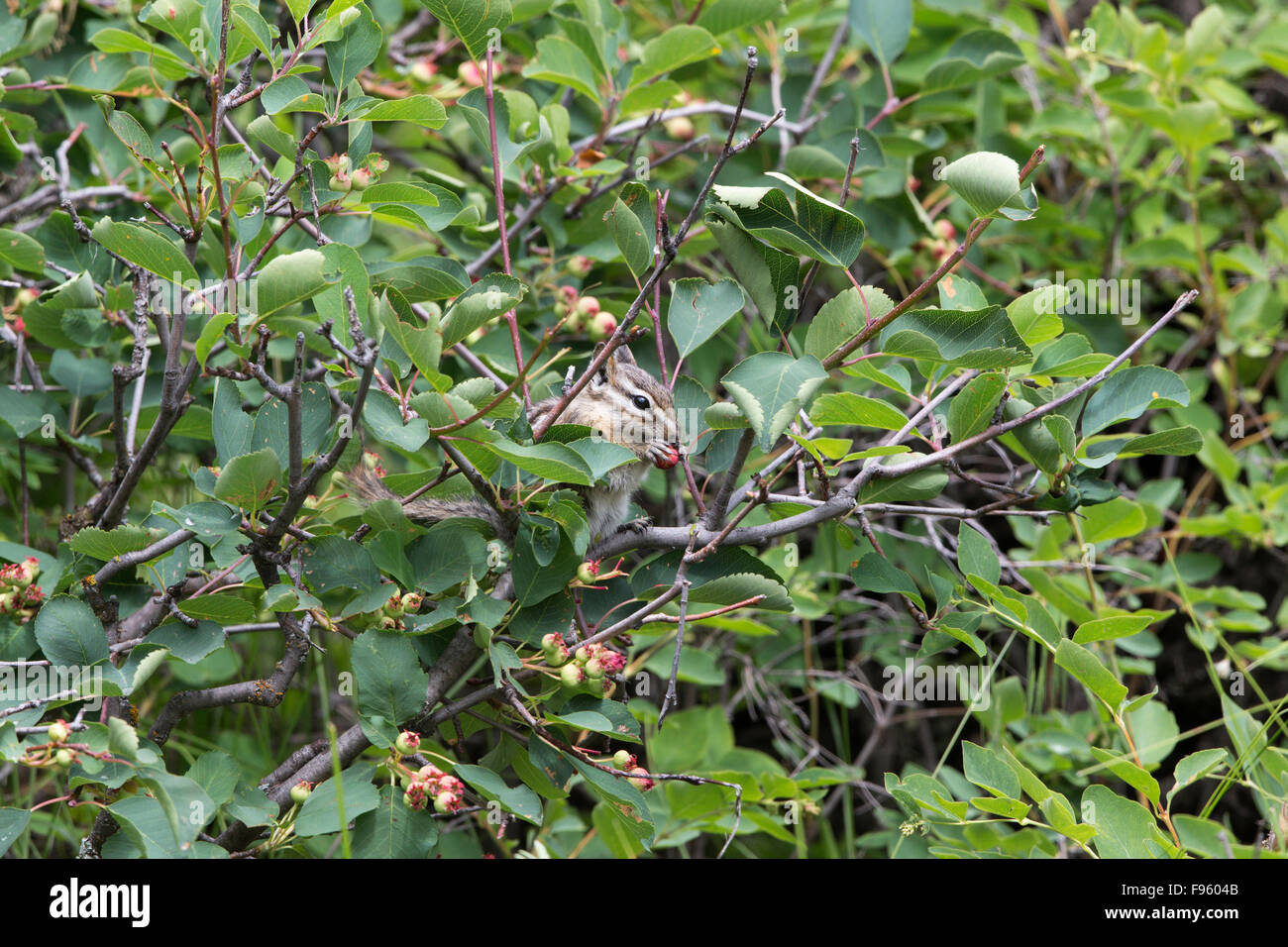 Scoiattolo striado Yellowpine (Tamias amoenus), mangiare bacche di Saskatoon (Amelanchier alnifolia), Interno della Columbia Britannica, Foto Stock