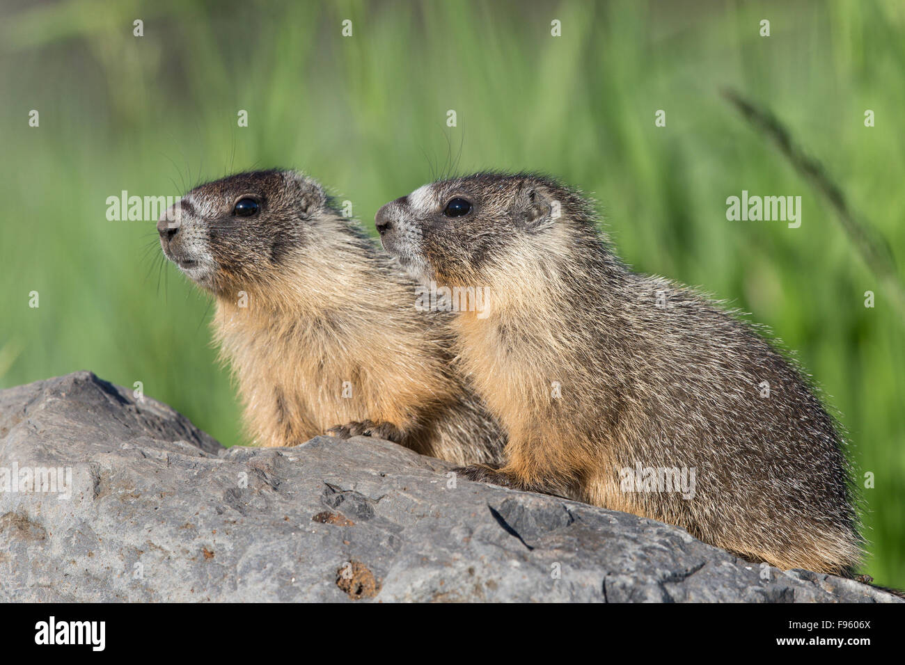 Yellowbellied marmotta (Marmota flaviventris), vicino al lago Tunkwa, British Columbia. Foto Stock
