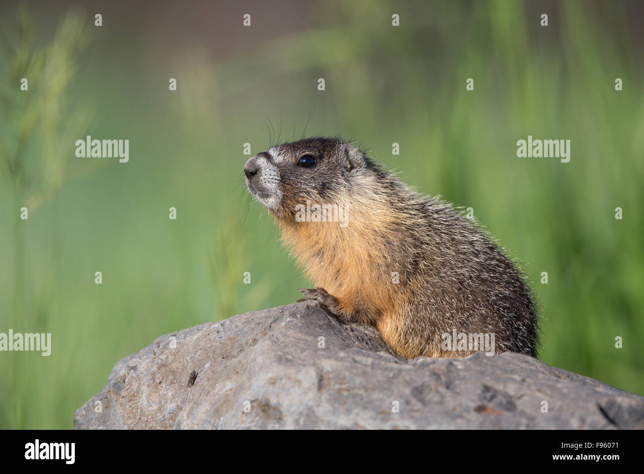 Yellowbellied marmotta (Marmota flaviventris), vicino al lago Tunkwa, British Columbia. Foto Stock