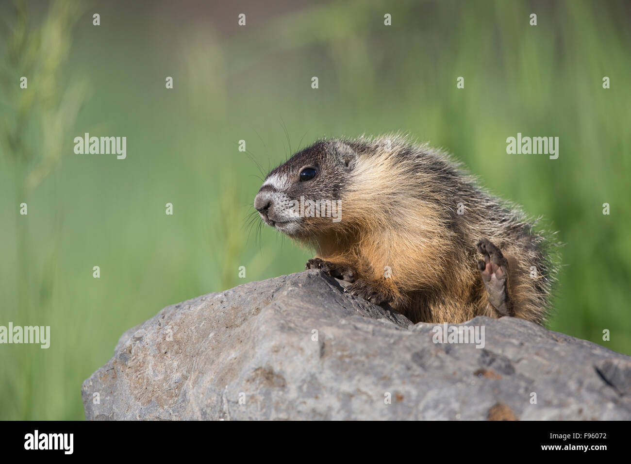 Yellowbellied marmotta (Marmota flaviventris), graffiatura, vicino Lago Tunkwa, British Columbia. Foto Stock