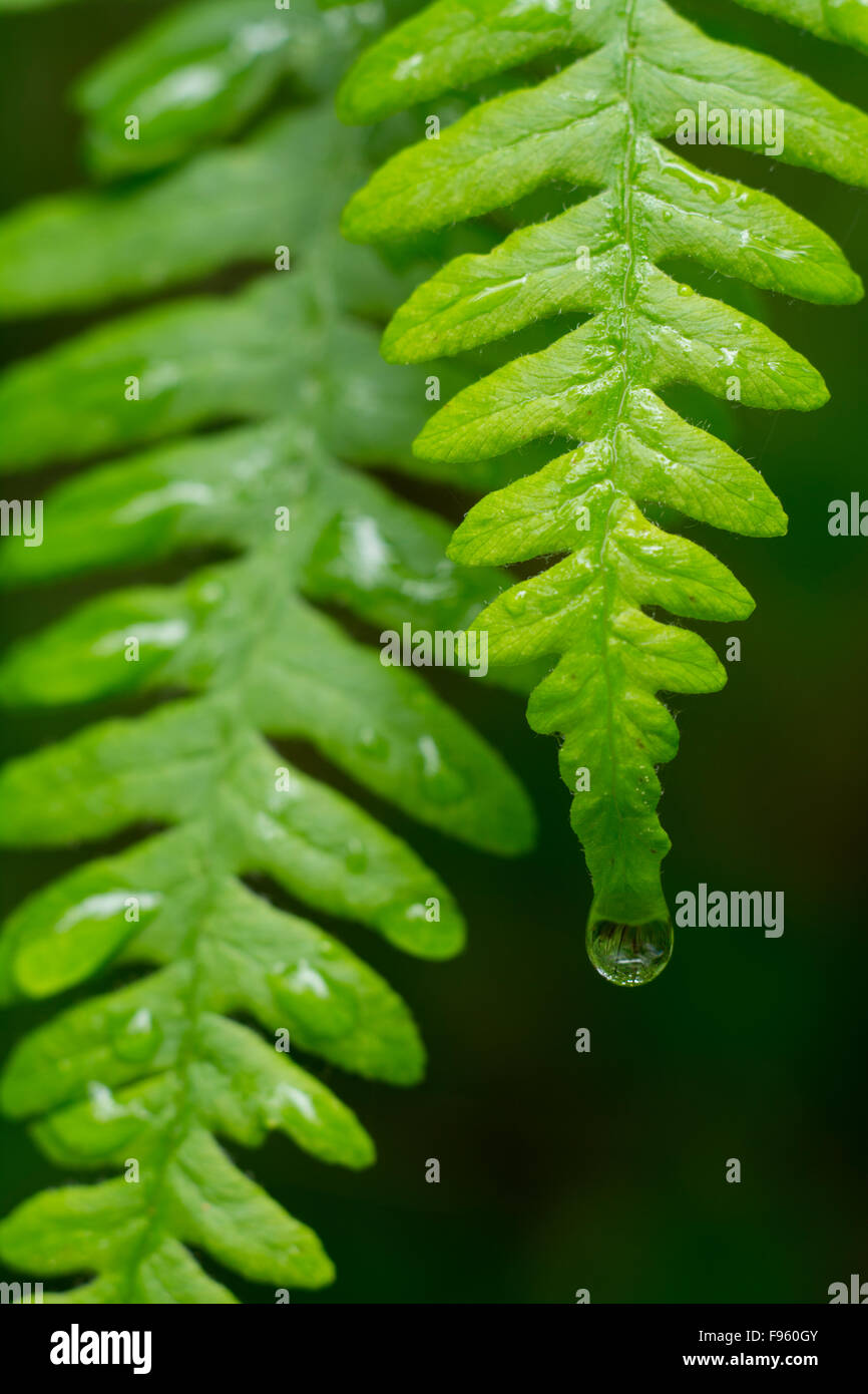 Polypodium glycyrrhiza, comunemente noto come liquirizia fern con gocce di pioggia, British Columbia, Canada Foto Stock